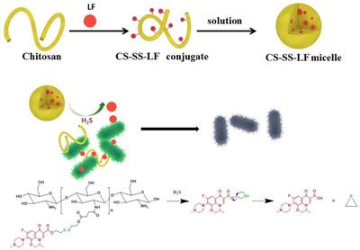 Hydrogen sulfide-sensitive Chitosan-SS-Levofloxacin micelles with a high drug content: Facile synthesis and targeted Salmonella infection therapy